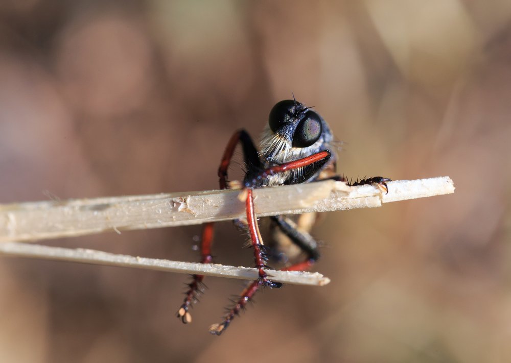 Бодрый дедушка
