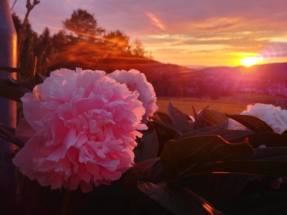Photo #4296630