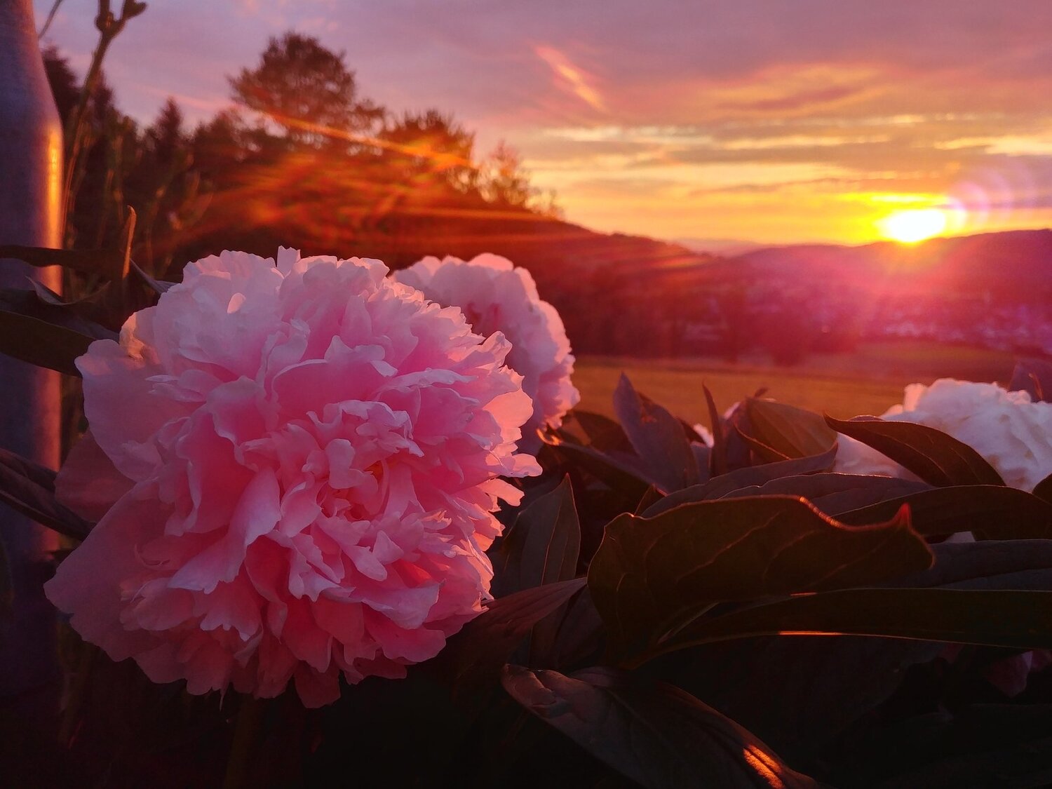 Photo #4296630