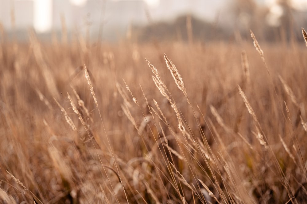 Однажды на прогулке