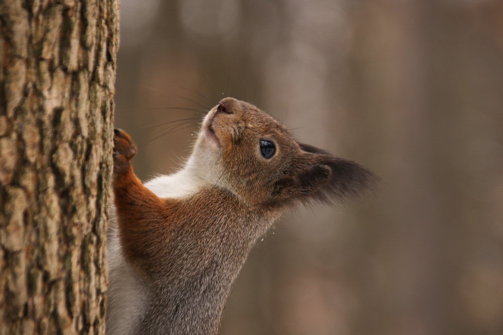 Photograph by Наталья Гайдукевич