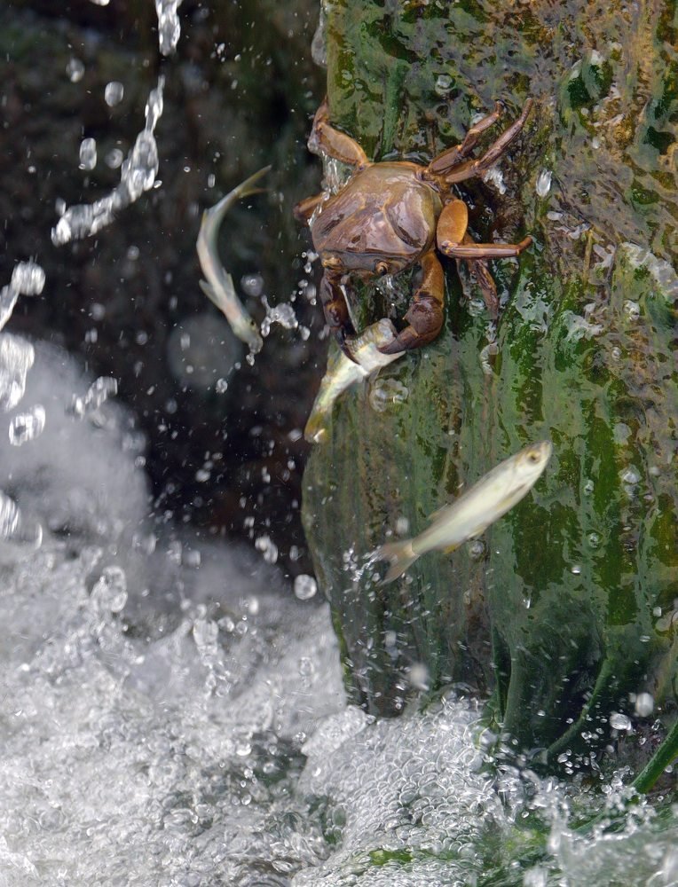 Фотография автора Rajendra Dhage