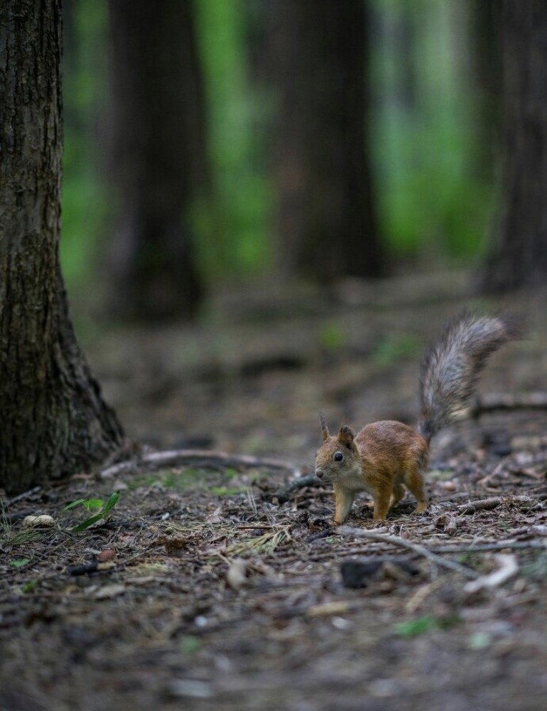 Photograph by Игорь Кулешов
