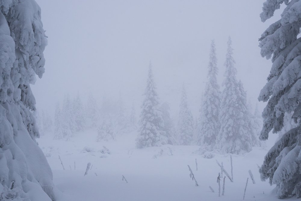 Заснеженные уральские ели