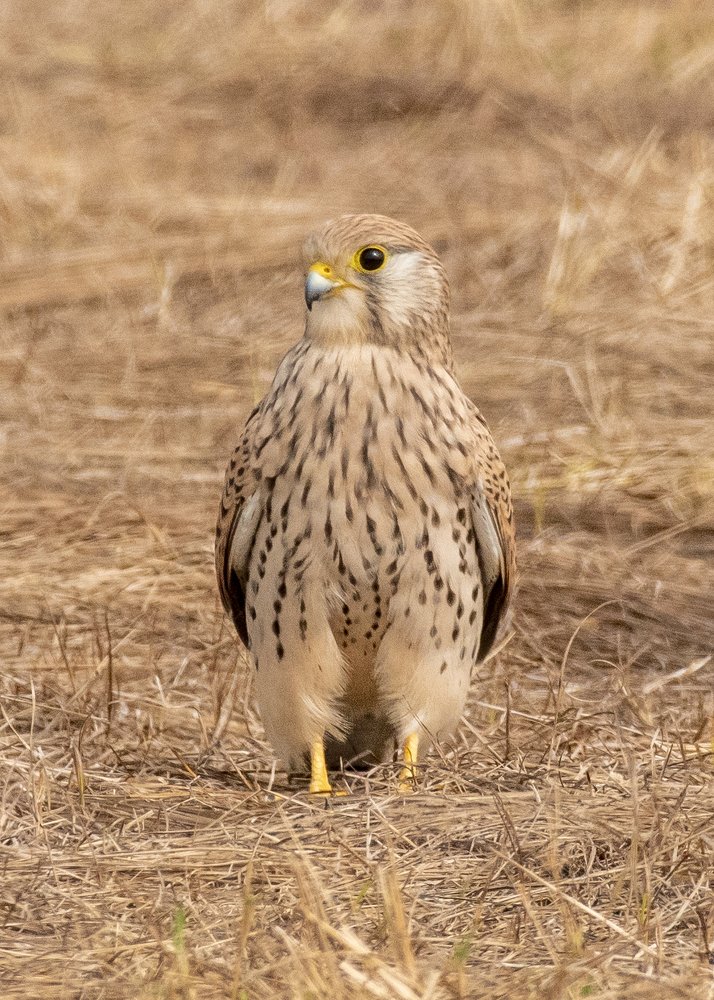 Common Kestrel