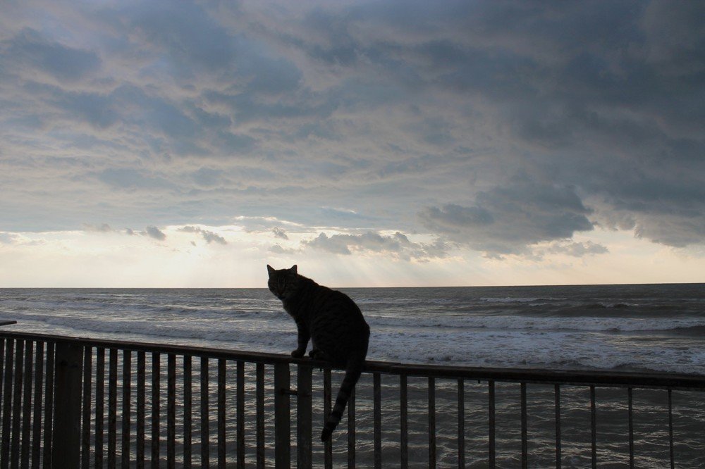 Репортажная фотография.