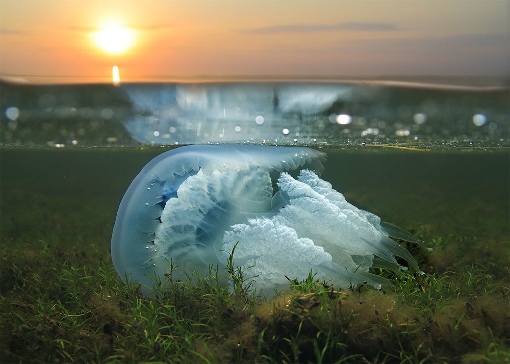 Падший ангел