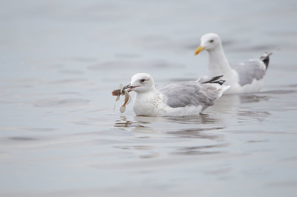 Фотография автора Роман Рысь