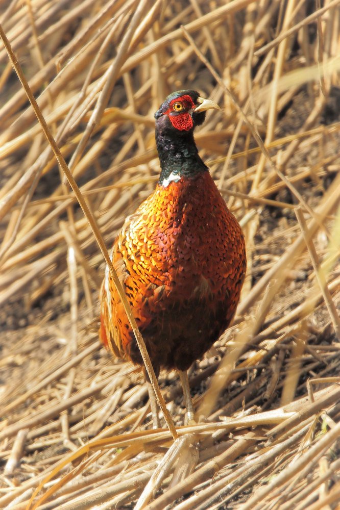 Фотография автора Роман Рысь