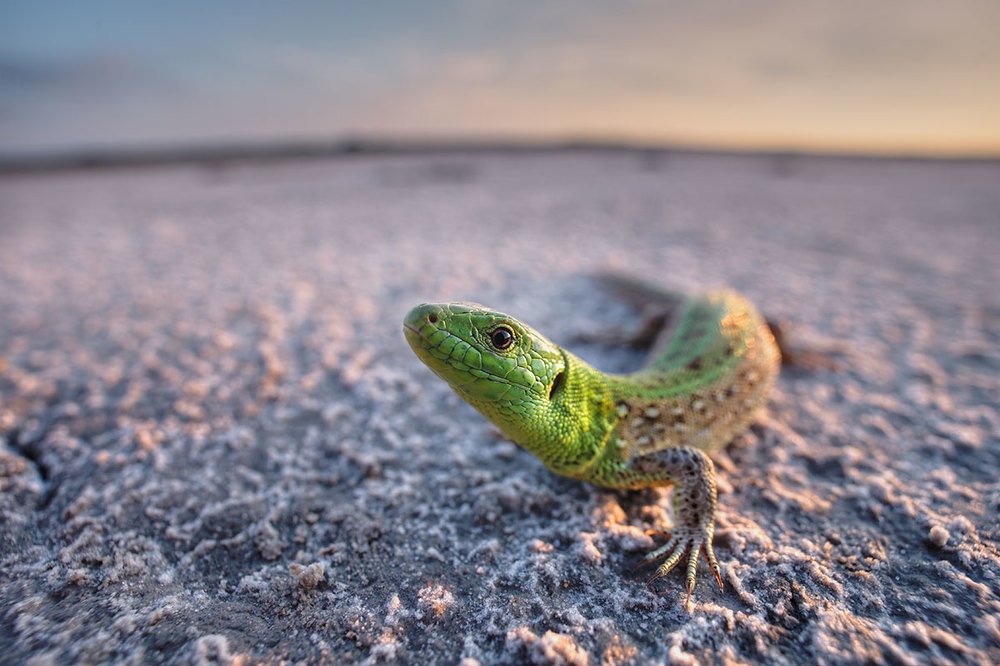 Фотография автора Роман Рысь