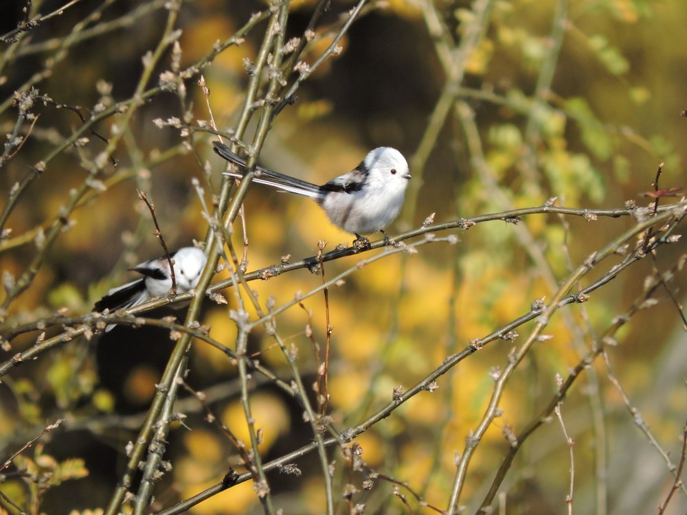 Ополовники