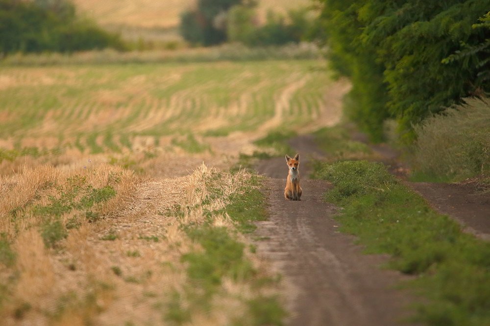 Фотография автора Роман Рысь