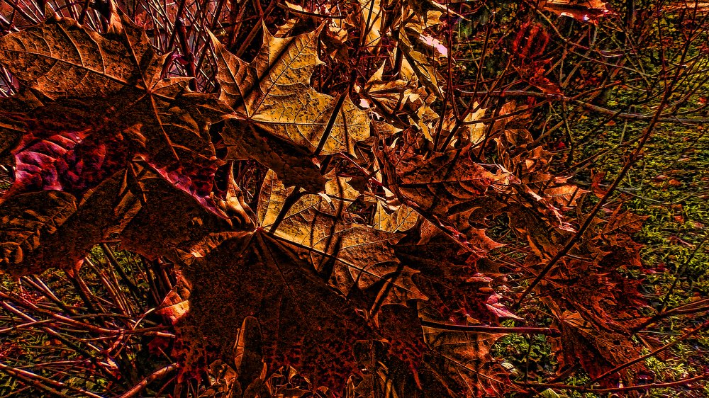 Оттенки теплой осени