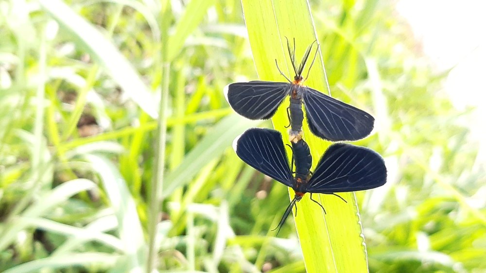 Naturaleza instintiva
