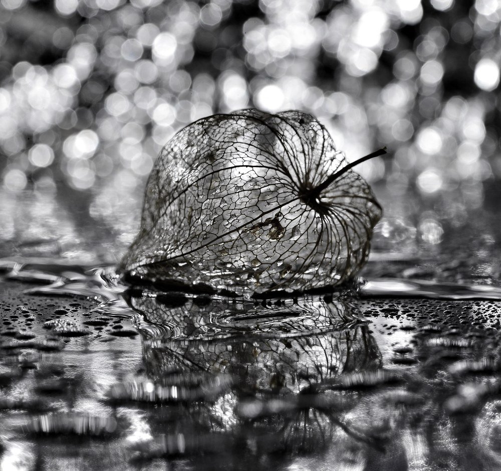 Photograph by Михаил Логвиненко