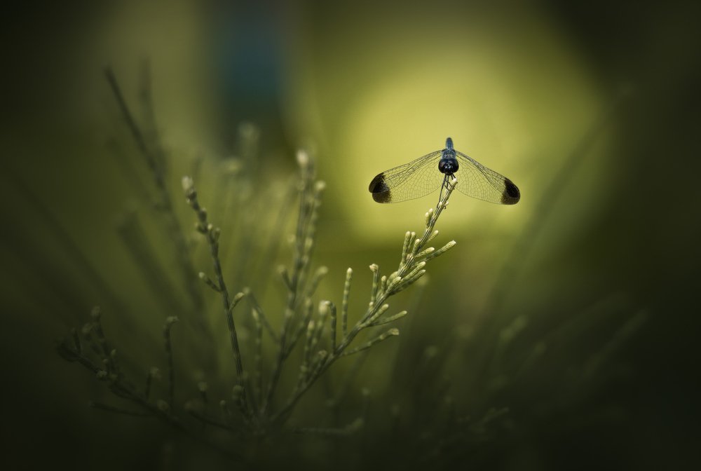 Photograph by Дмитрий Посевич