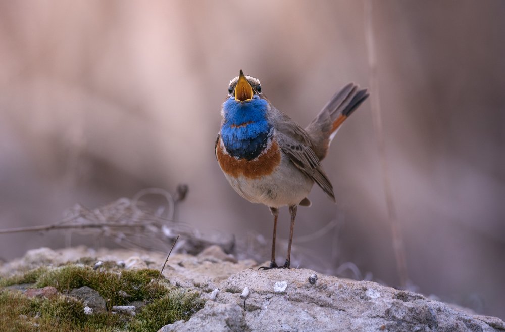 Побееедааа