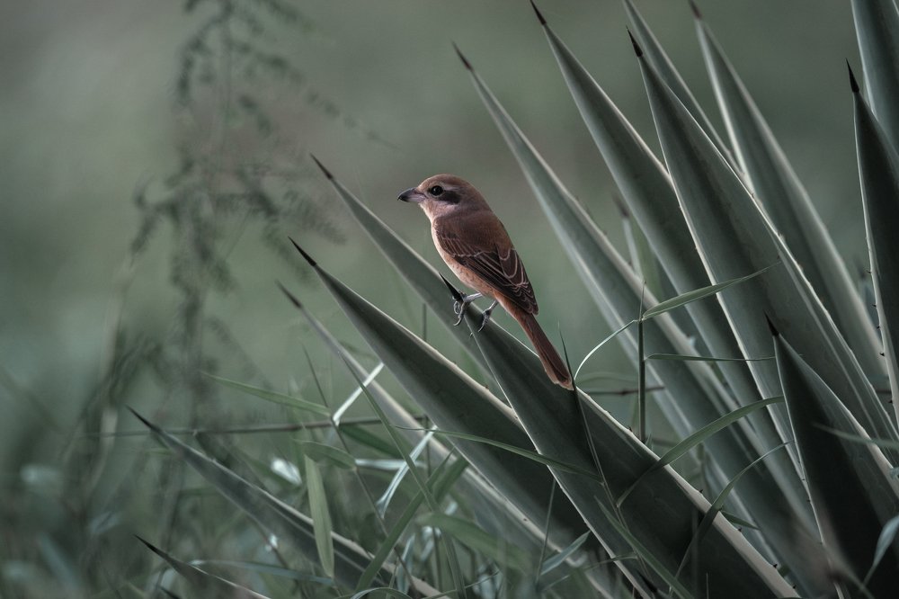Photograph by Дмитрий Посевич