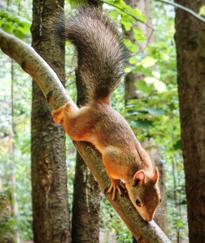 Рыжая белка на ветке.