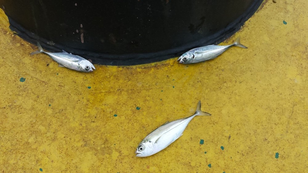 Photograph by Anatoly Biryukov