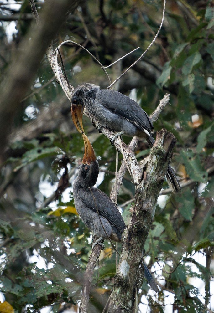 Photograph by SUNDARARAJAN PALANISAMY