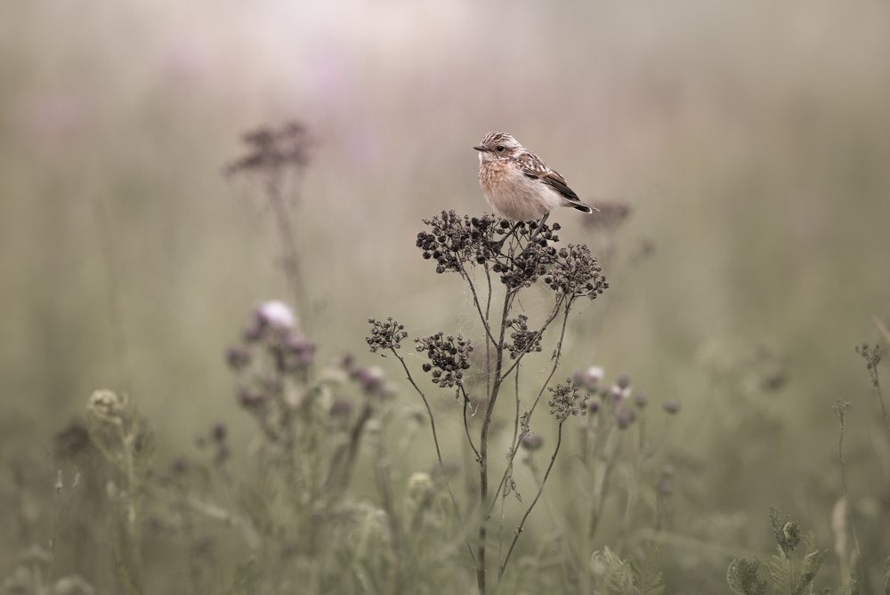 Photograph by Дмитрий Посевич