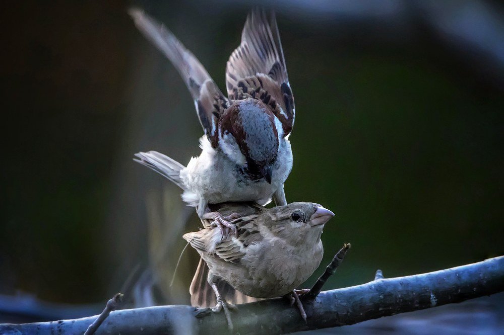 Photograph by  Janardanan