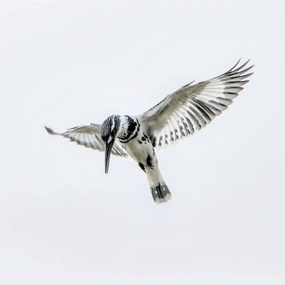 Photograph by  Janardanan