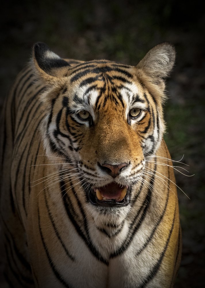 Her Highness - The Royal Bengal Tigress