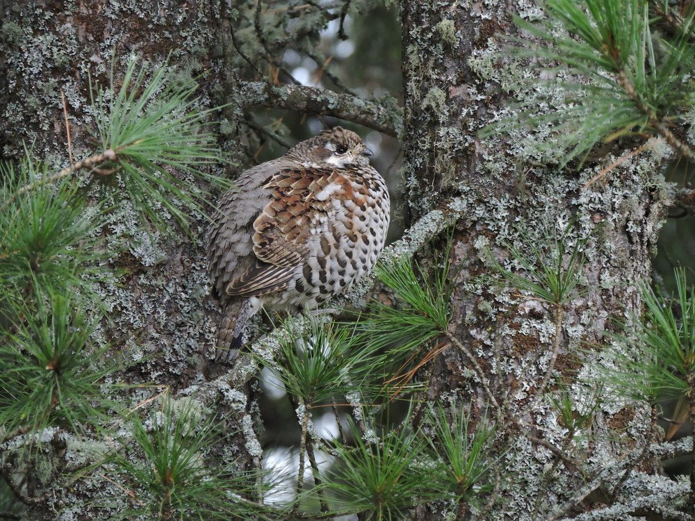 Photograph by Никита Яблоков