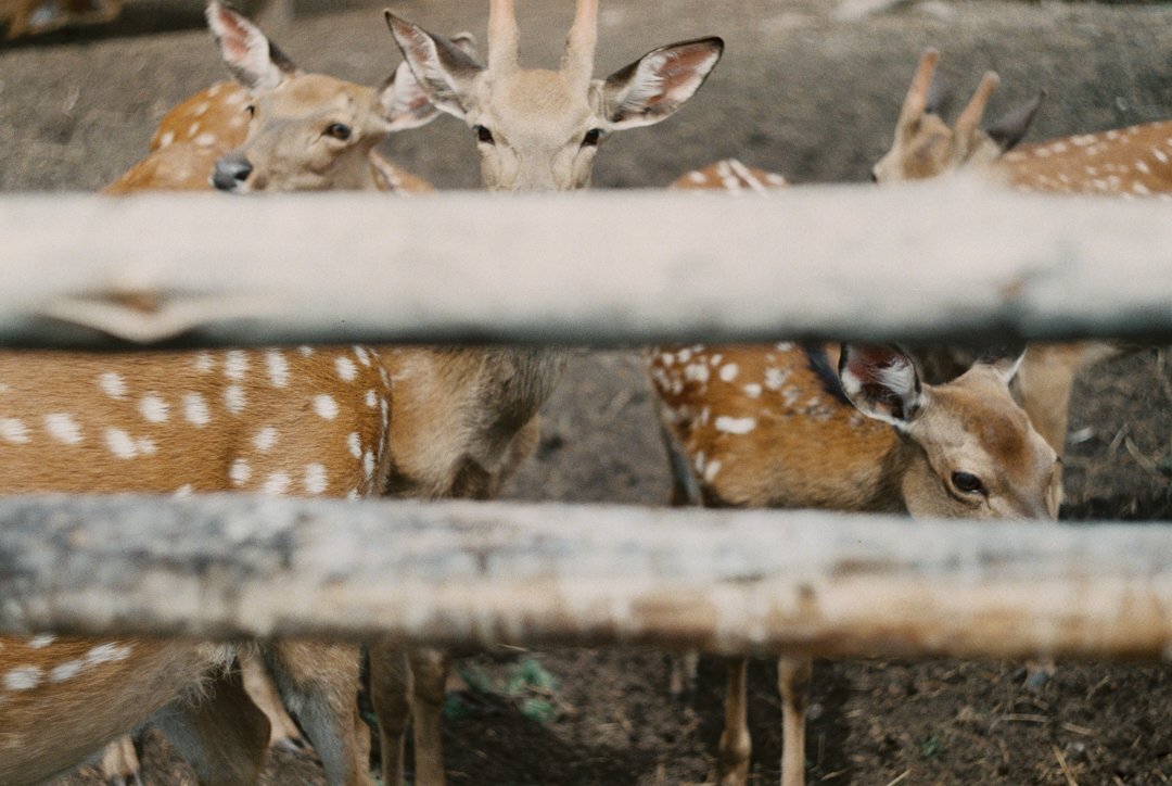 Photo #4298795