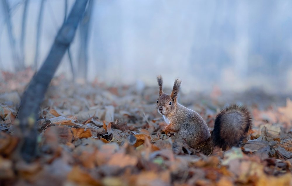 Photograph by Наталия Иванова