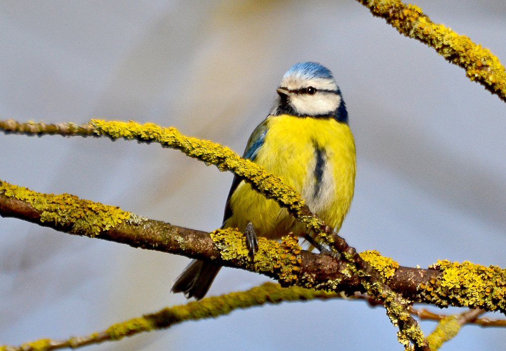 Фотография автора Антип