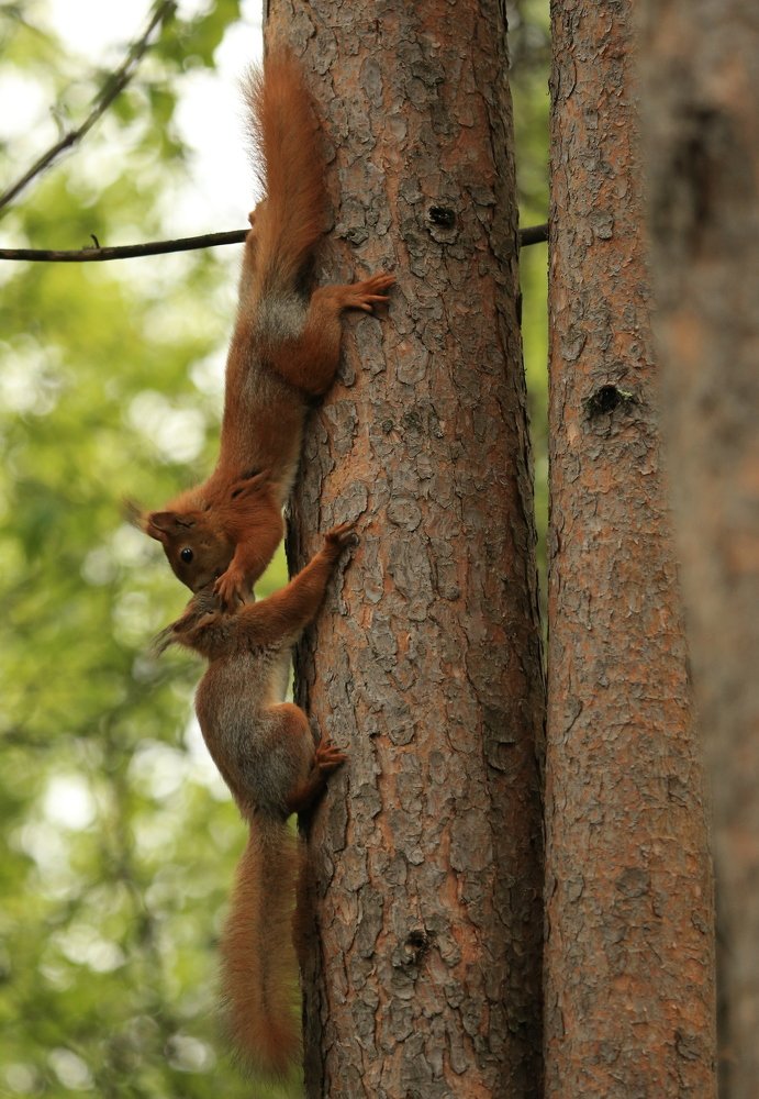 Фотография автора Юрий Кетель