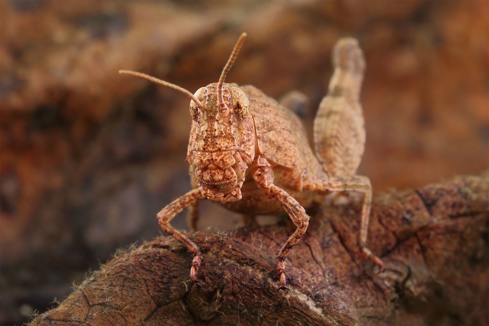 Фотография автора Роман Рысь