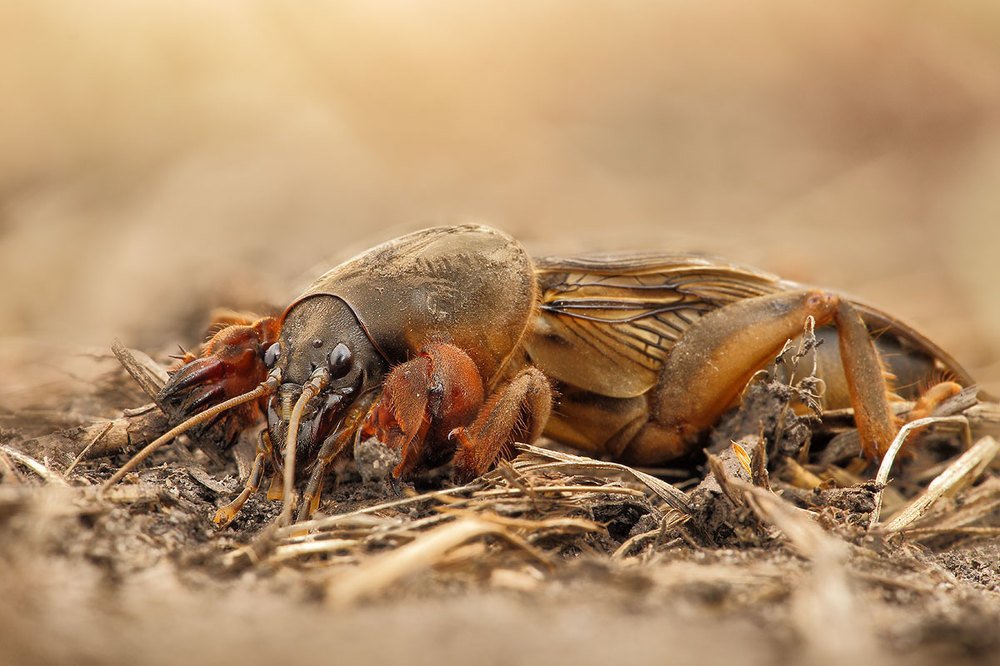 Фотография автора Роман Рысь