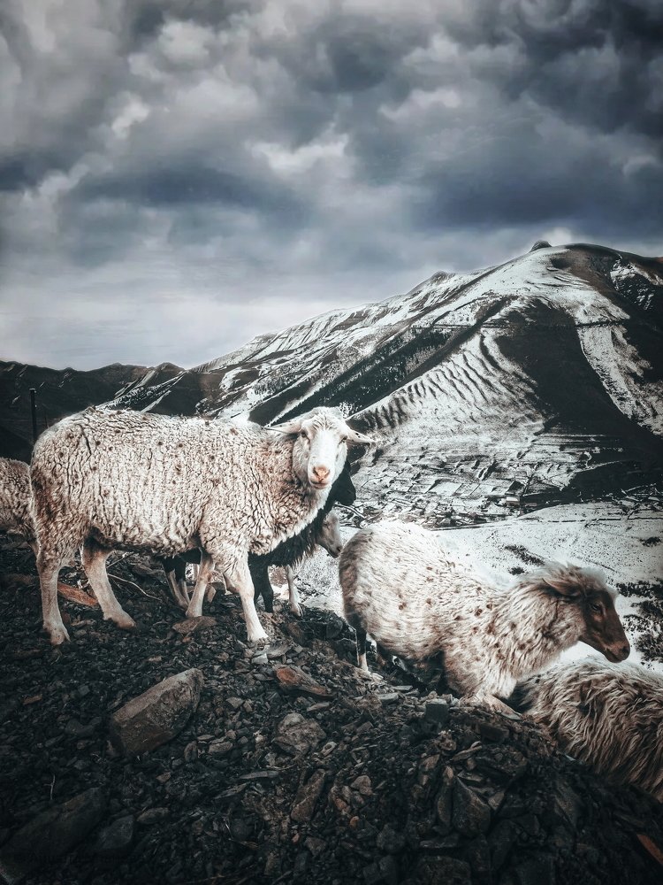 Photograph by Айшат Чупанова