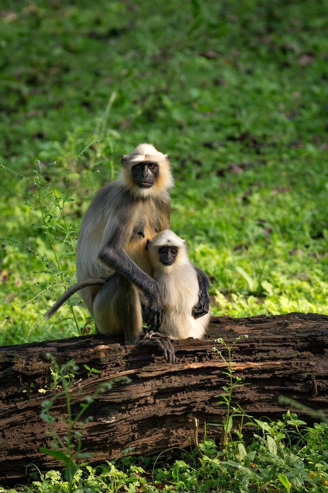 Photograph by Jayanth G