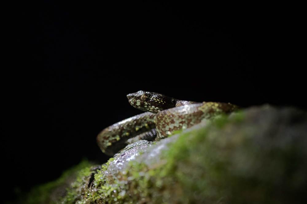 Photograph by Jayanth G