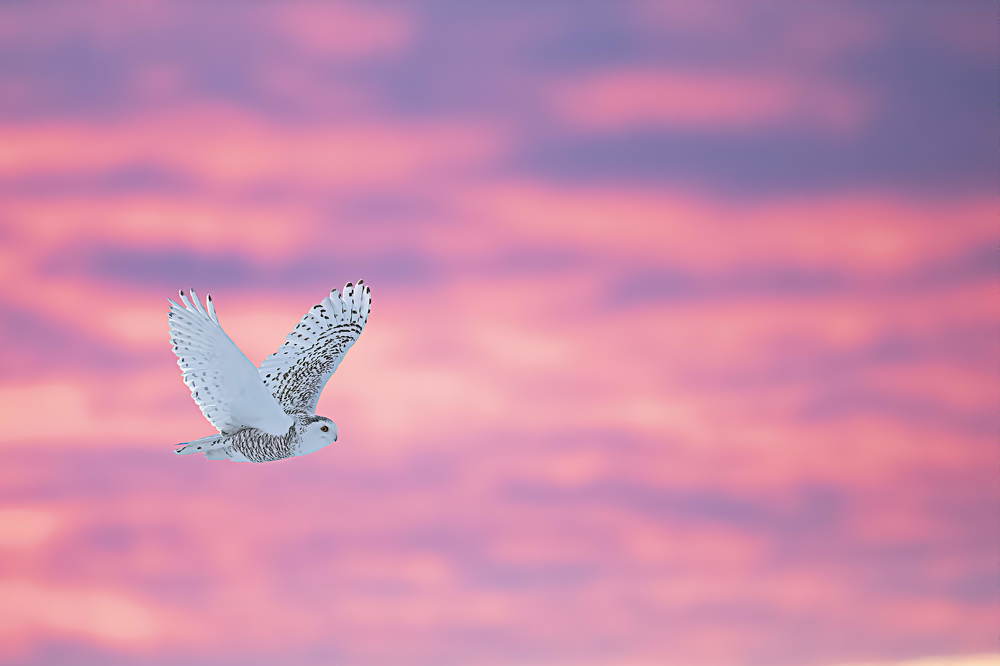 Photograph by Giovanni Frescura