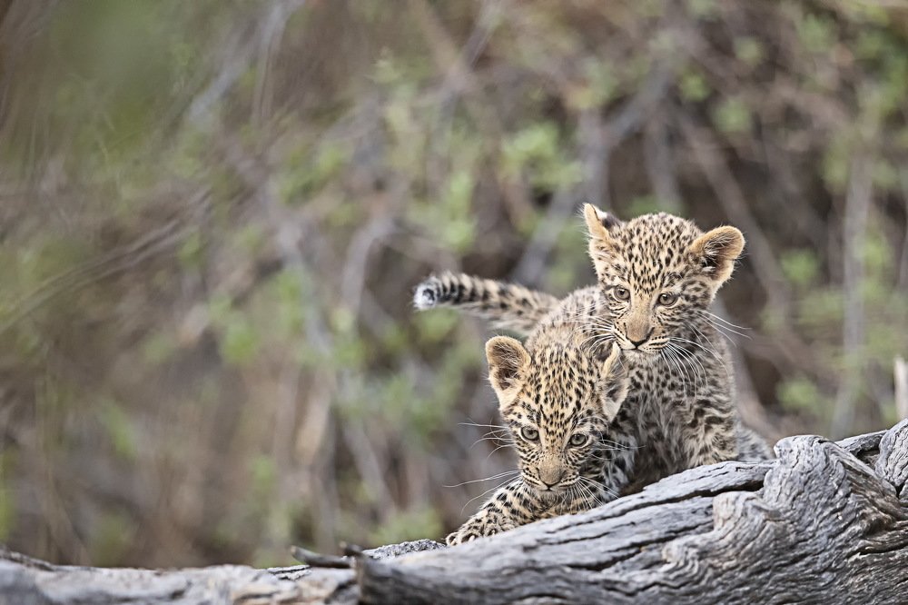 Photograph by Giovanni Frescura