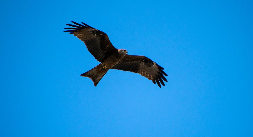 Photograph by Sujoy Dutta