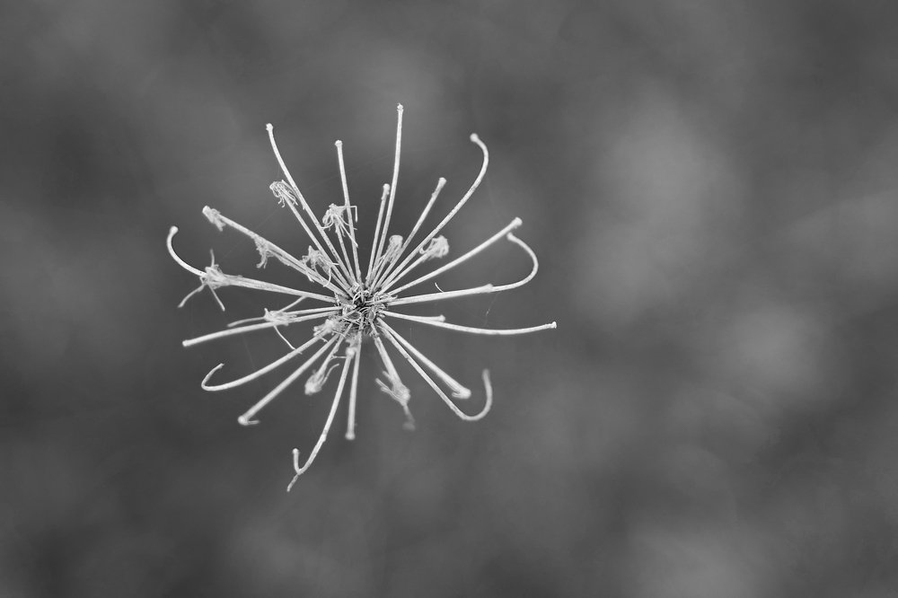 Photograph by Kamil Puobiš