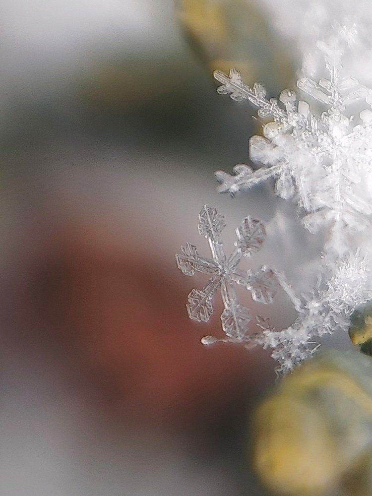 Единственная.