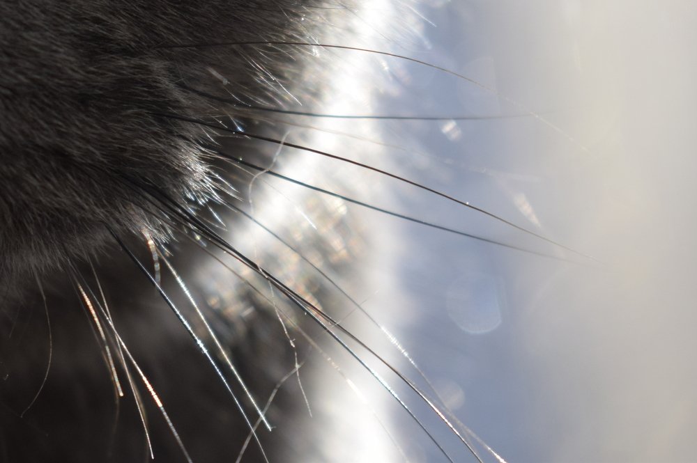 Photograph by Елизавета Чернышева