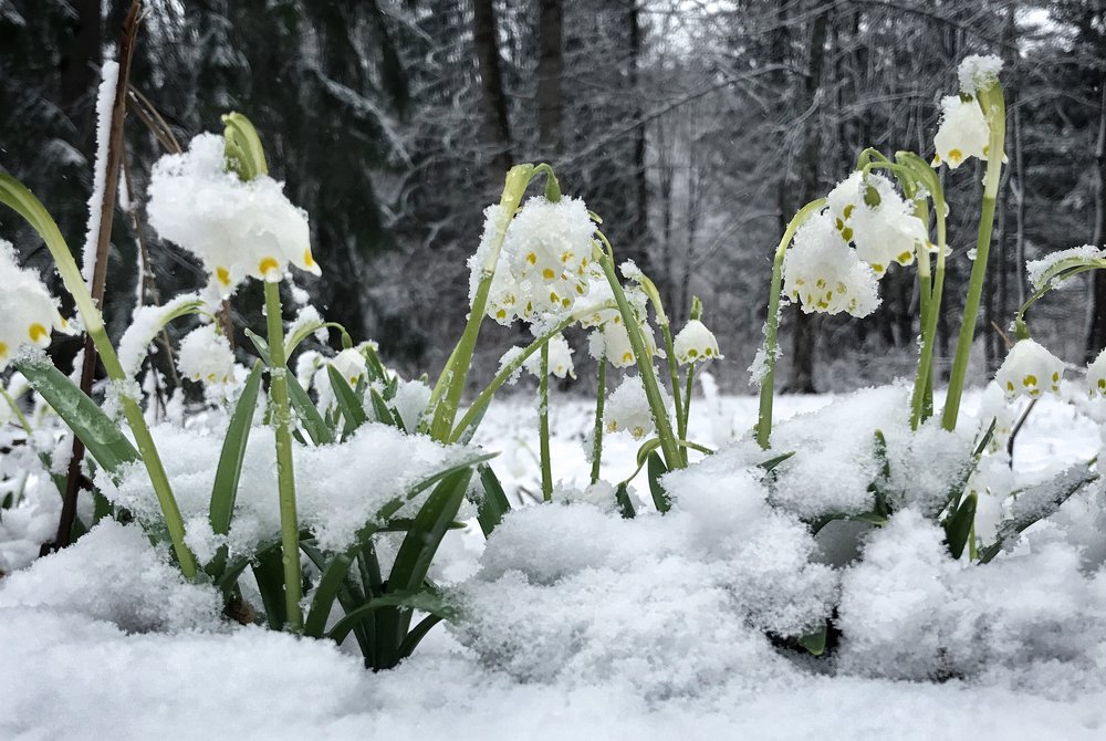 Подснежники. Зима вернулась!