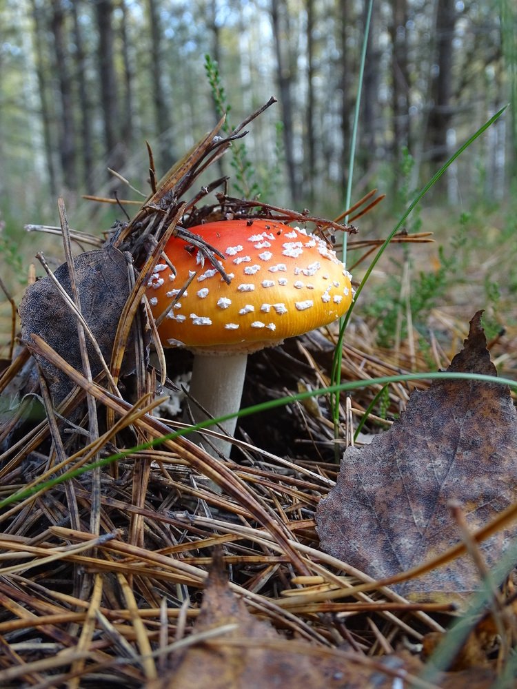 Photograph by Ирина