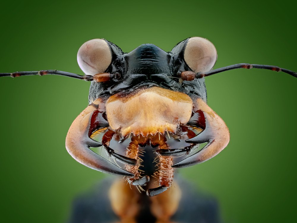 Photograph by Marco Jongsma