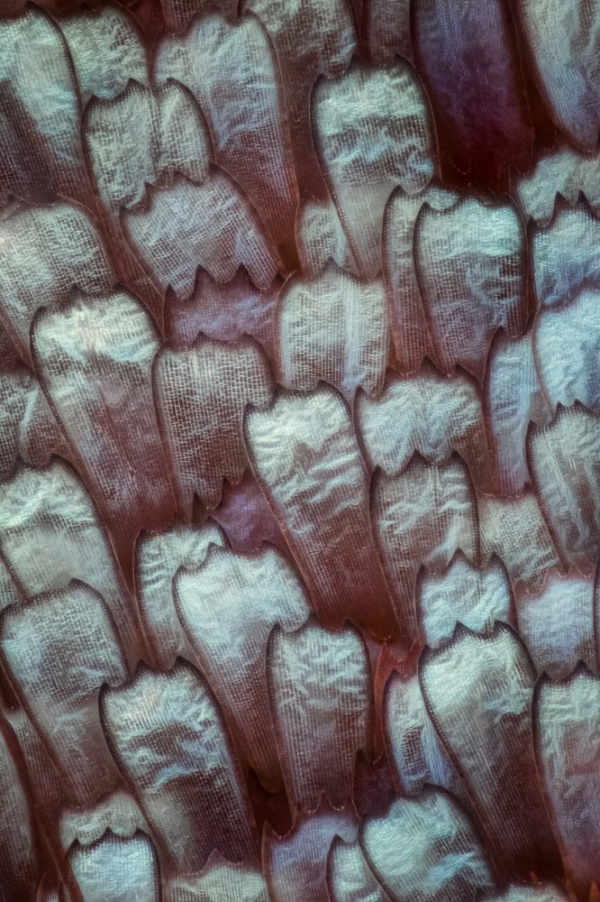 Photograph by Marco Jongsma