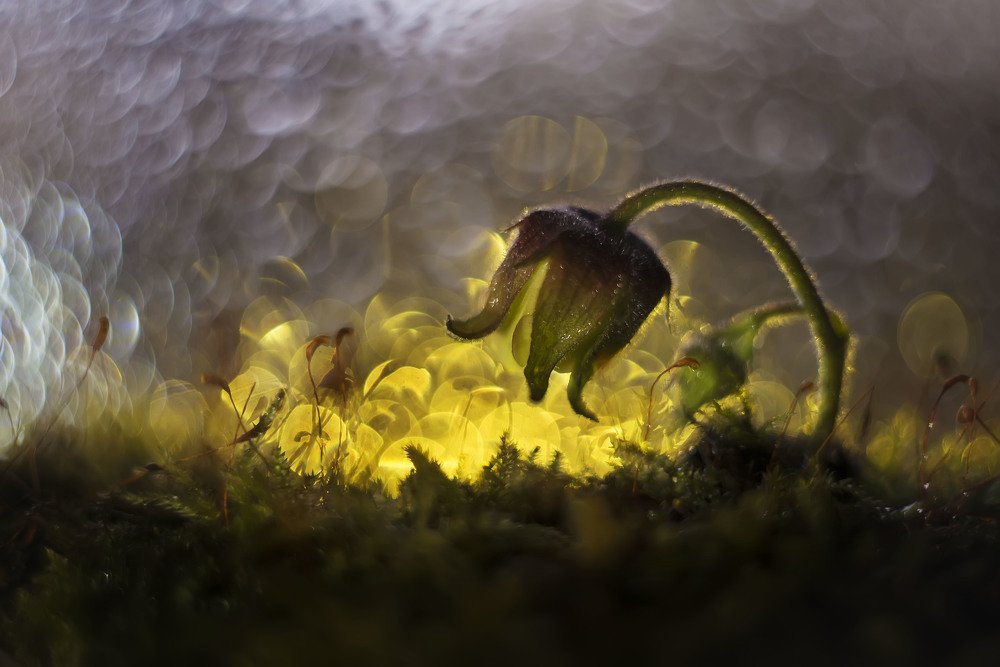 Photograph by Полина Васеева